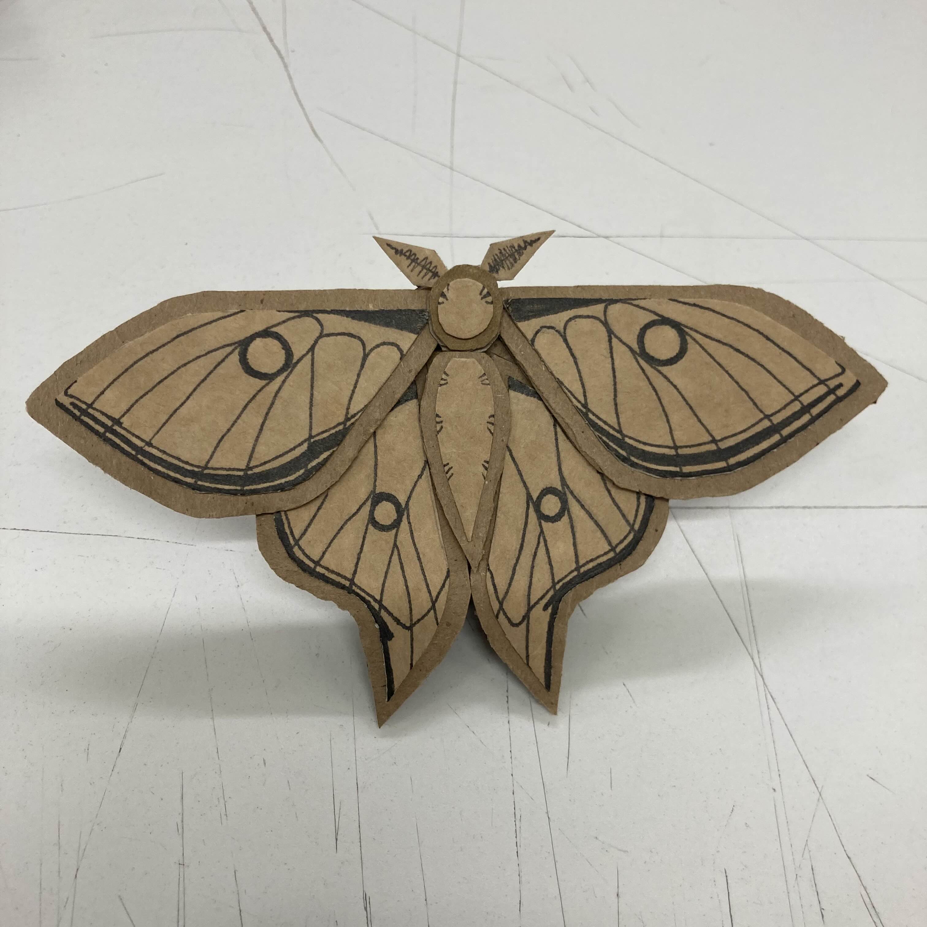 Cardboard moth